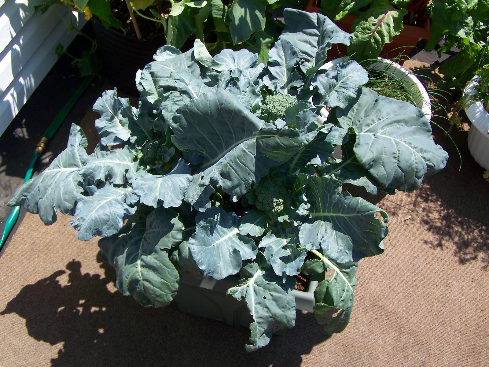 How To Grow Healthy And Delicious Broccoli In Containers - 63