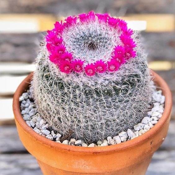 17 Beautiful Flowering Cactus That Will Brighten Up Your Space And Mood - 117