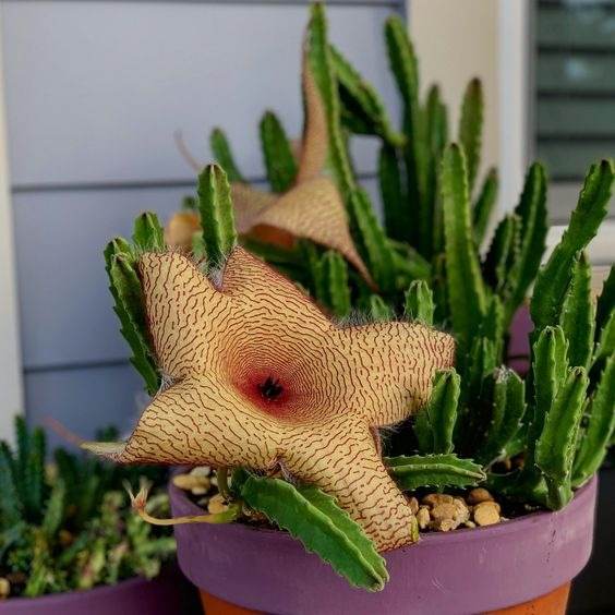 17 Beautiful Flowering Cactus That Will Brighten Up Your Space And Mood - 121