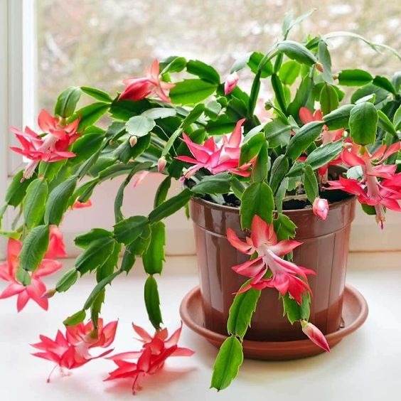 17 Beautiful Flowering Cactus That Will Brighten Up Your Space And Mood - 123