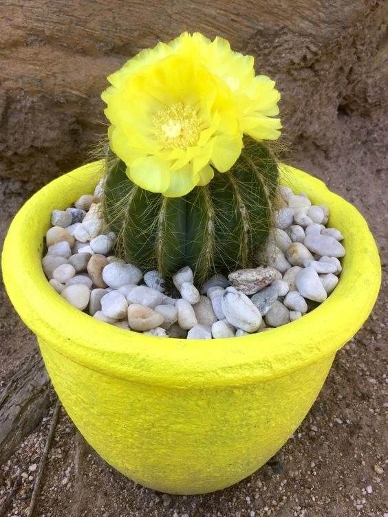 17 Beautiful Flowering Cactus That Will Brighten Up Your Space And Mood - 125