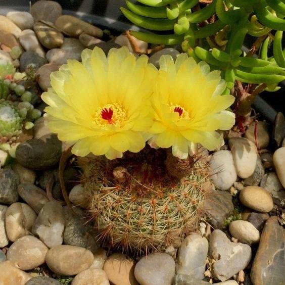 17 Beautiful Flowering Cactus That Will Brighten Up Your Space And Mood - 127