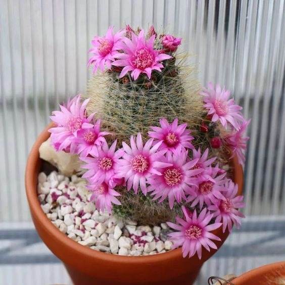 17 Beautiful Flowering Cactus That Will Brighten Up Your Space And Mood - 129