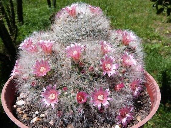 17 Beautiful Flowering Cactus That Will Brighten Up Your Space And Mood - 133