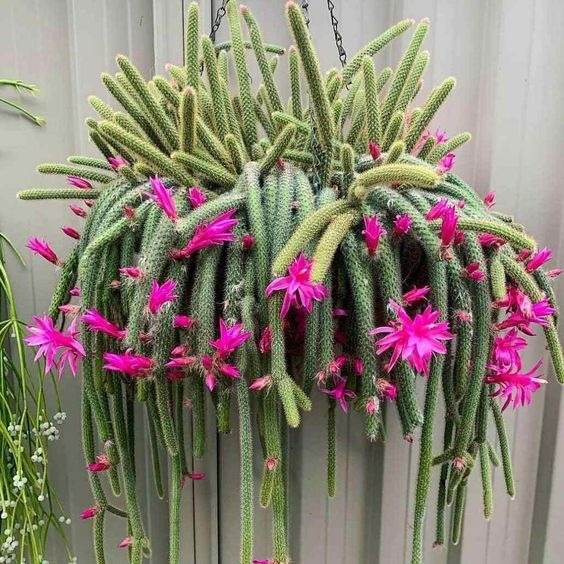 17 Beautiful Flowering Cactus That Will Brighten Up Your Space And Mood - 135