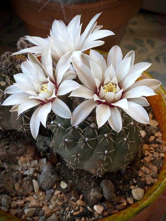 17 Beautiful Flowering Cactus That Will Brighten Up Your Space And Mood - 143
