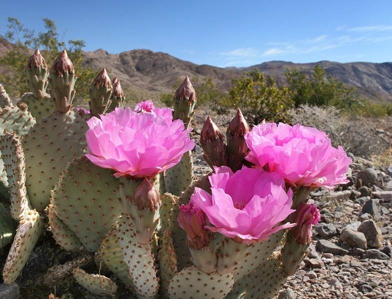 17 Beautiful Flowering Cactus That Will Brighten Up Your Space And Mood - 145