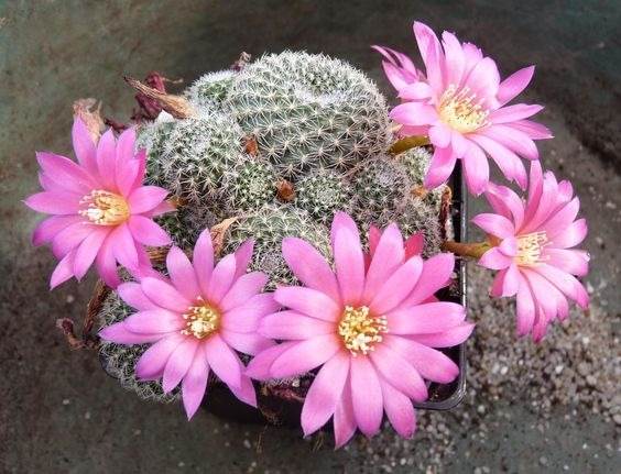 17 Beautiful Flowering Cactus That Will Brighten Up Your Space And Mood - 147