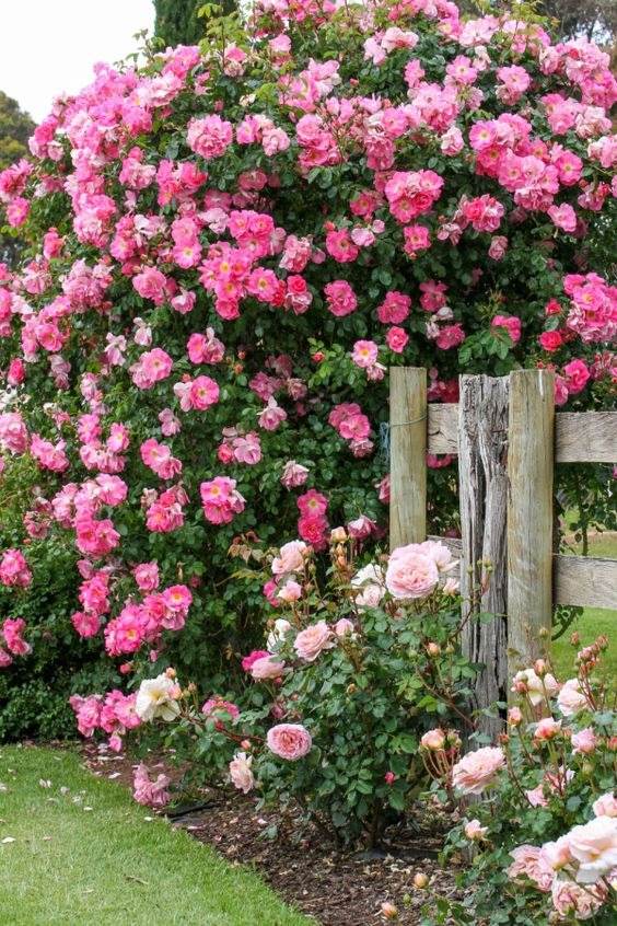30 Cottage Garden Ideas To Bring Vintage Charm To Your Landscape