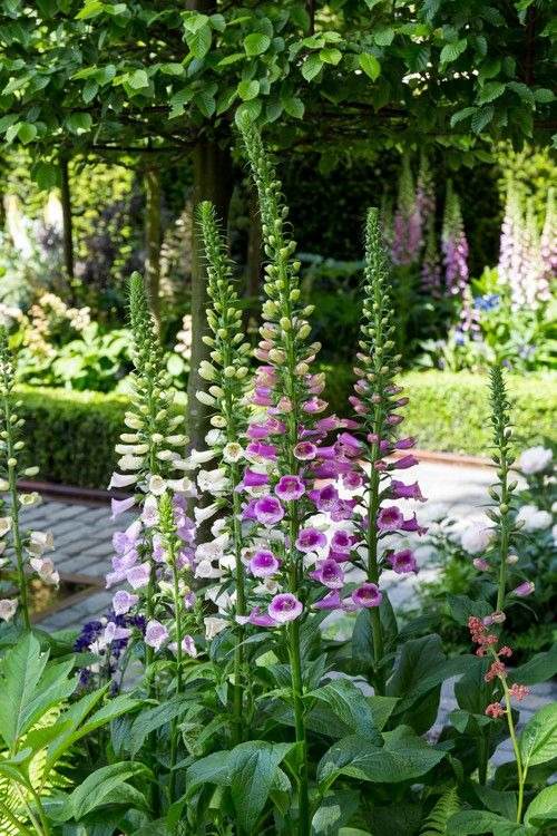 30 Cottage Garden Ideas To Bring Vintage Charm To Your Landscape - 249