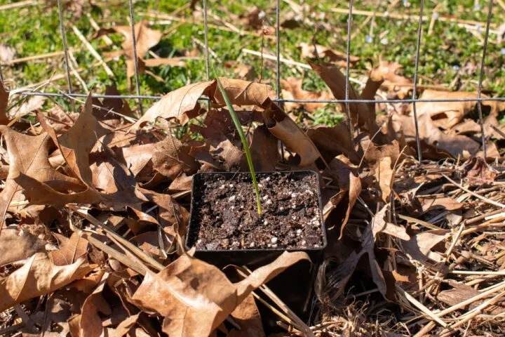 7 Surprisingly Easy Steps To Grow Daffodils From Seeds - 57