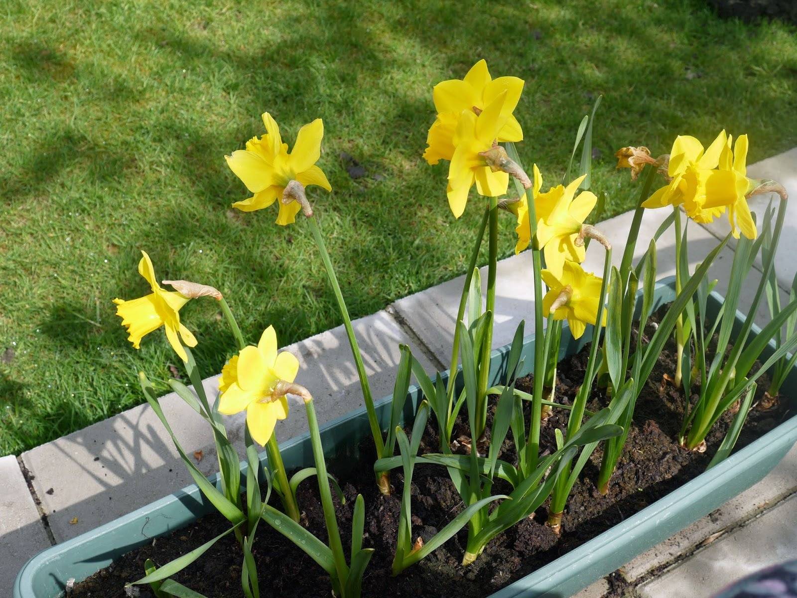 7 Surprisingly Easy Steps To Grow Daffodils From Seeds - 61