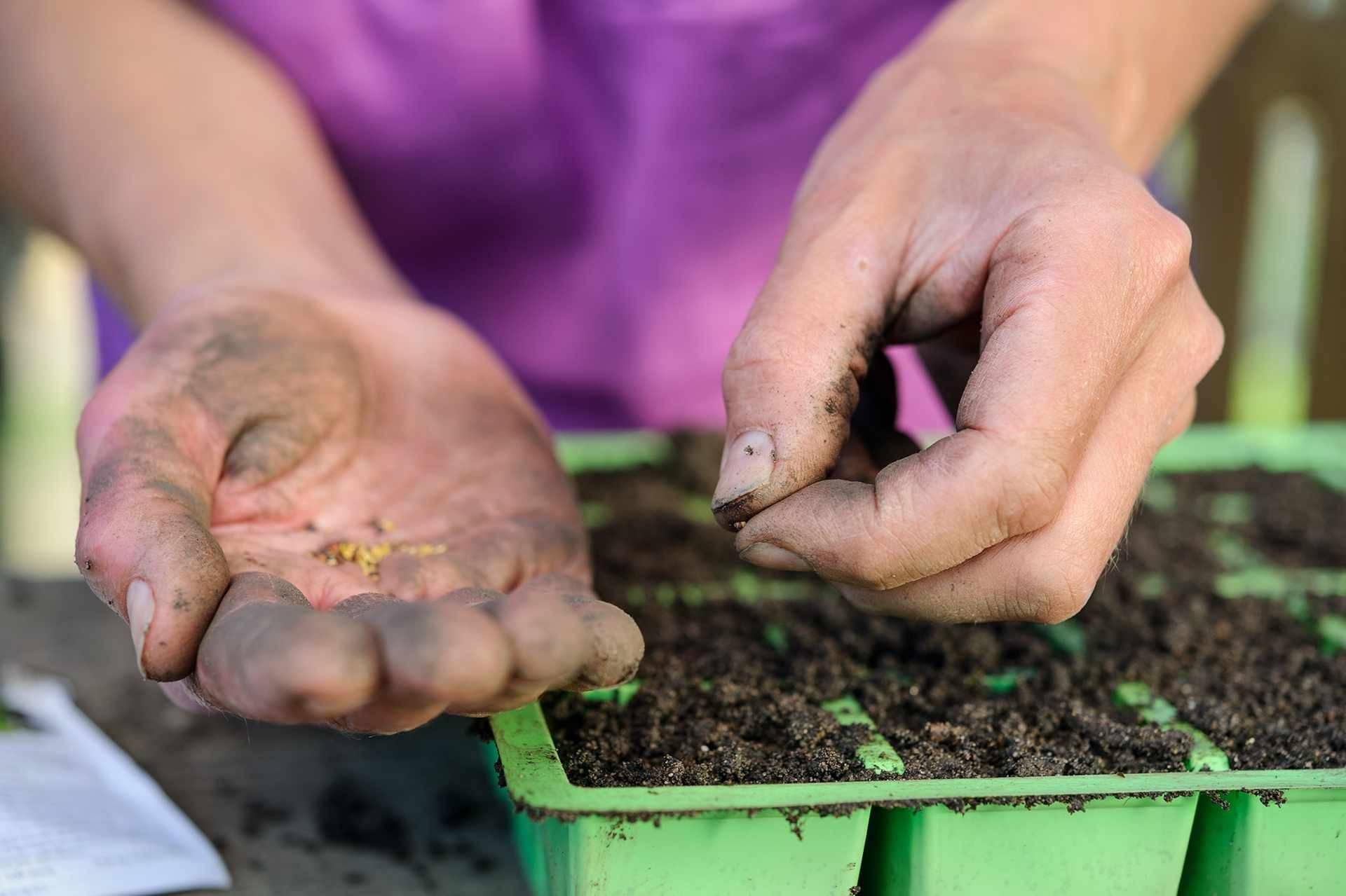 7 Surprisingly Easy Steps To Grow Daffodils From Seeds - 59