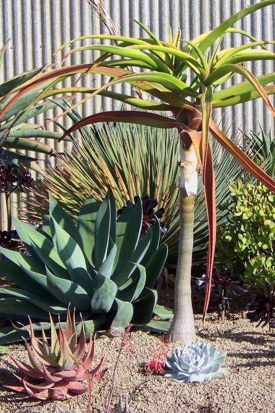 30 Desert Landscaping Ideas To Transform Your Dull Yard Into An Oasis - 209