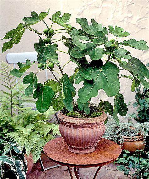 6 Simple Steps To Grow Healthy Fig Trees From Cuttings - 57