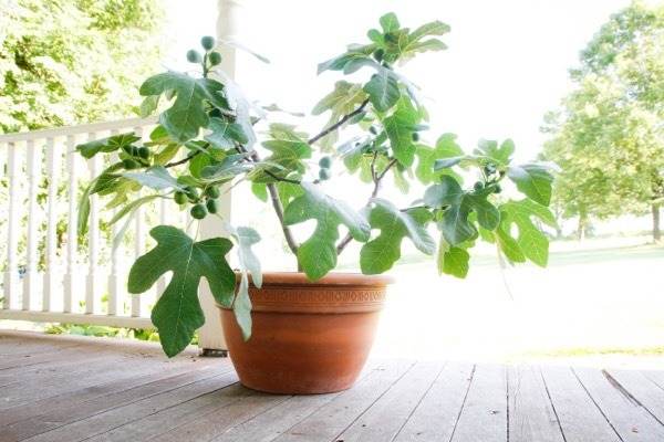 6 Simple Steps To Grow Healthy Fig Trees From Cuttings - 63