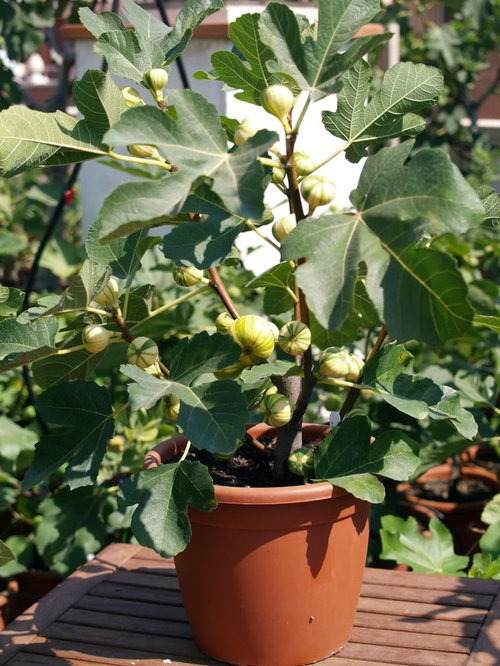 6 Simple Steps To Grow Healthy Fig Trees From Cuttings - 65