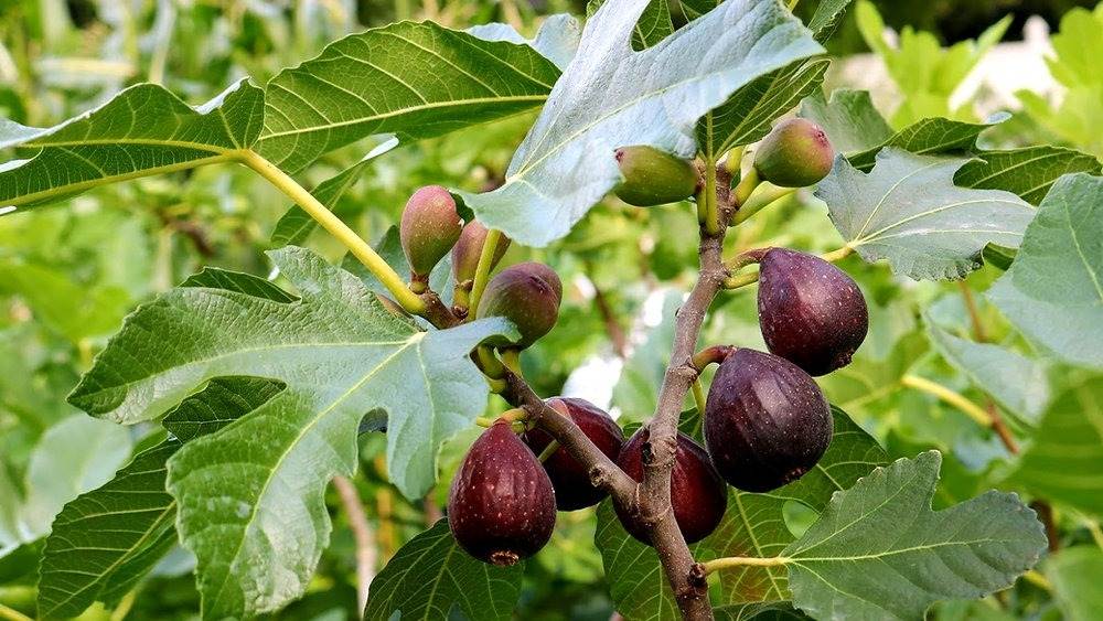 6 Simple Steps To Grow Healthy Fig Trees From Cuttings - 55