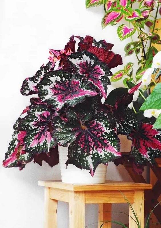 16 Houseplants With Large Leaves That Will Bring The Jungle Into Your Home