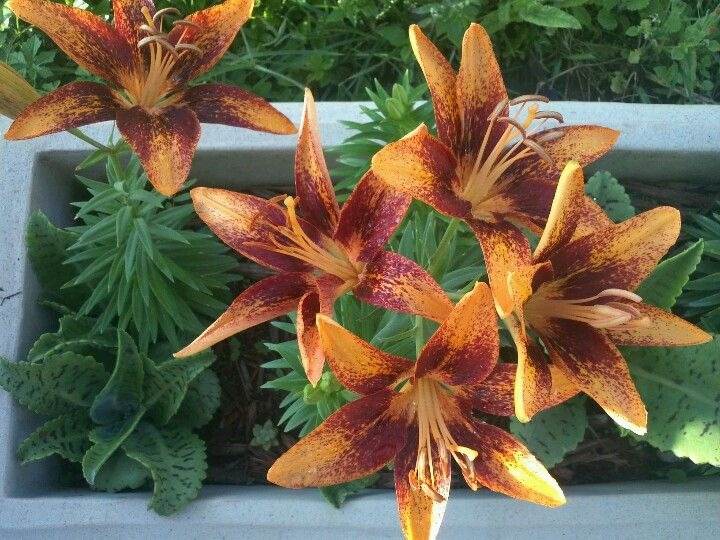 How To Grow Lilies From Seeds: A Step-by-Step Tutorial - 55