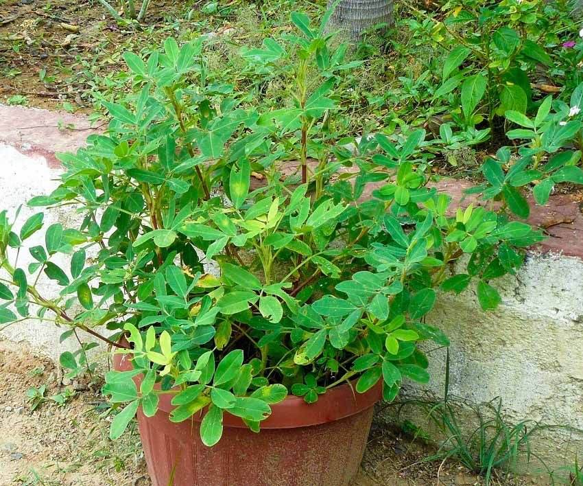 Peanuts In Pots: How To Grow Your Own Snack In A Container - 63