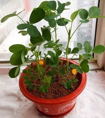 Peanuts In Pots: How To Grow Your Own Snack In A Container - 61