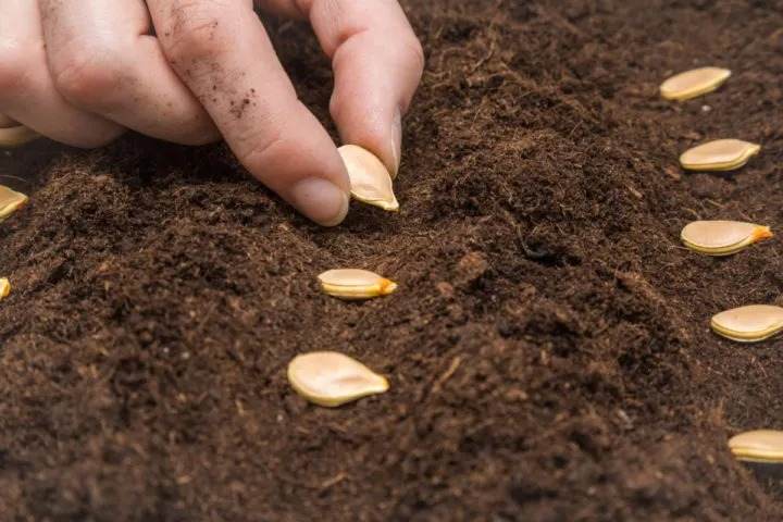 5 Hidden Secrets To Grow Perfect Pumpkins In Your Garden - 57