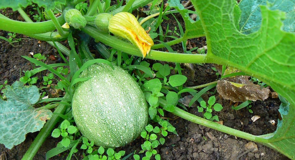 5 Hidden Secrets To Grow Perfect Pumpkins In Your Garden - 61