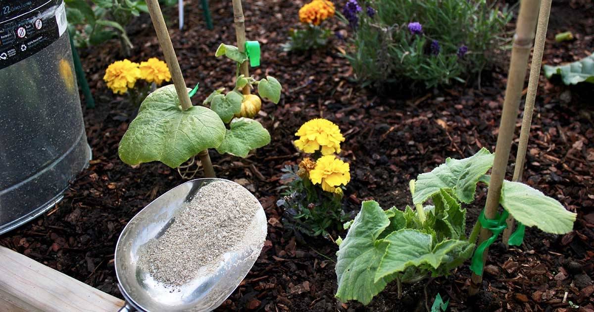 5 Hidden Secrets To Grow Perfect Pumpkins In Your Garden - 63