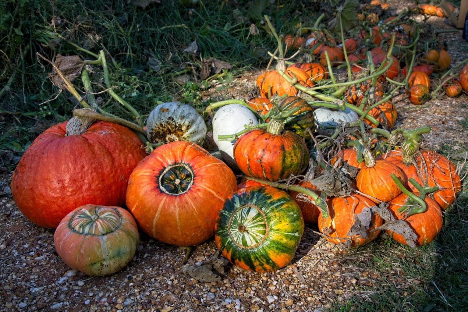 5 Hidden Secrets To Grow Perfect Pumpkins In Your Garden