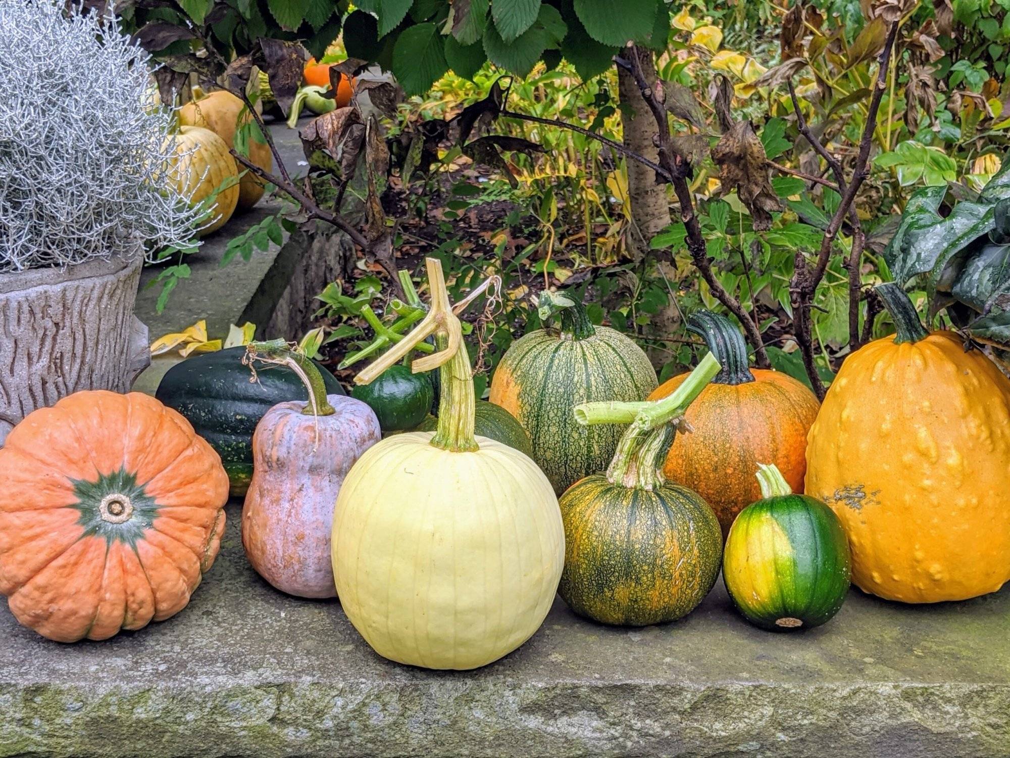 5 Hidden Secrets To Grow Perfect Pumpkins In Your Garden - 55