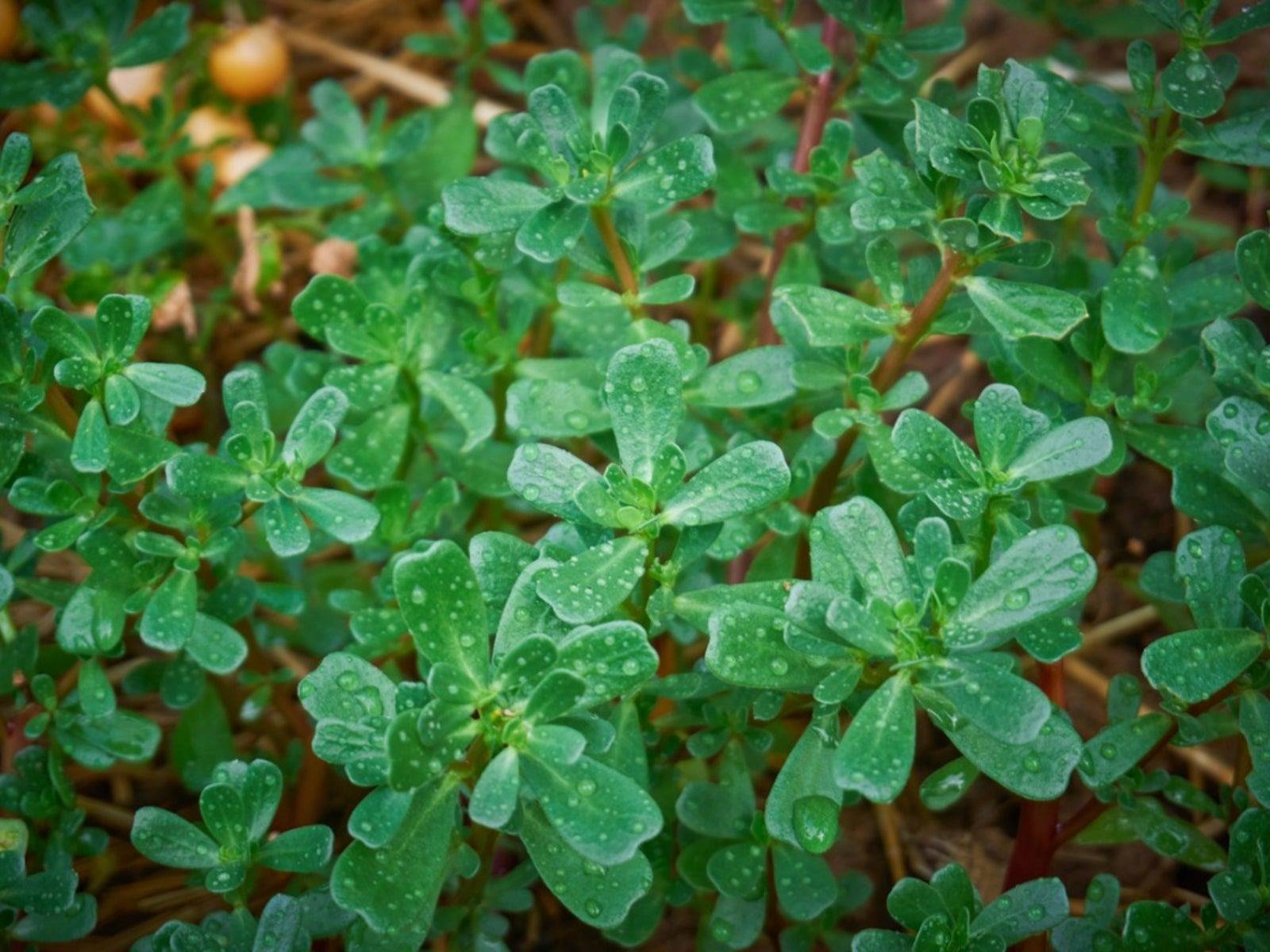 8 Secret Powers Of Purslane: Why You Should Keep This Plant In Your Garden - 61