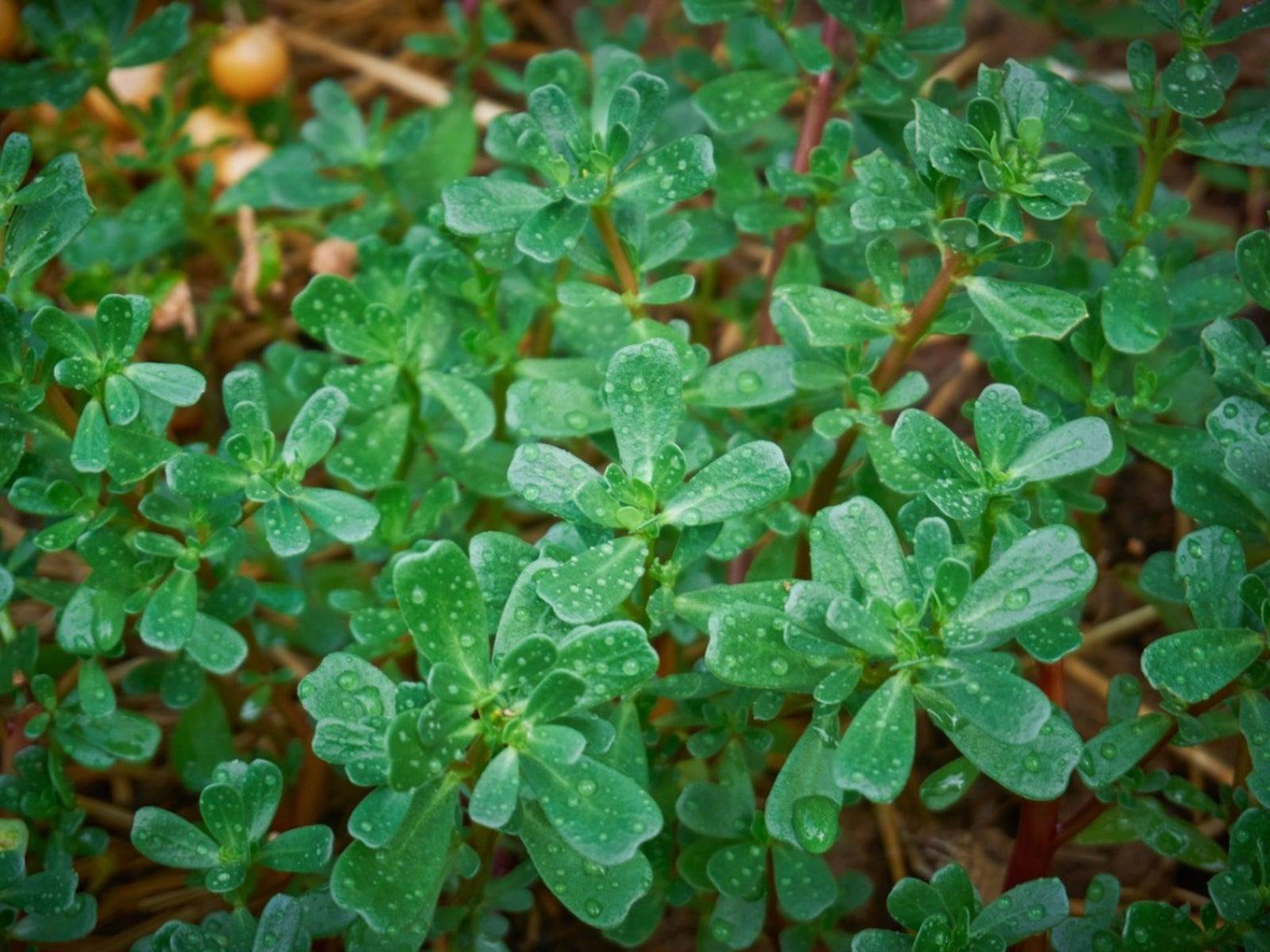 8 poteri segreti della portulaca: perché dovresti tenere questa pianta nel tuo giardino - 61