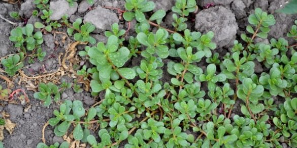 8 Secret Powers Of Purslane: Why You Should Keep This Plant In Your Garden