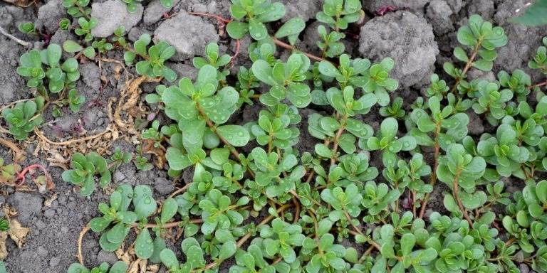 8 Secret Powers Of Purslane: Why You Should Keep This Plant In Your Garden - 63