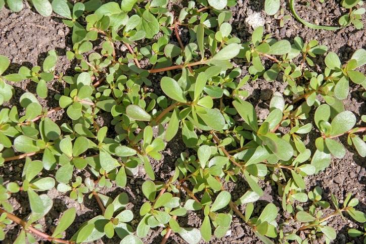 8 Secret Powers Of Purslane: Why You Should Keep This Plant In Your Garden - 65