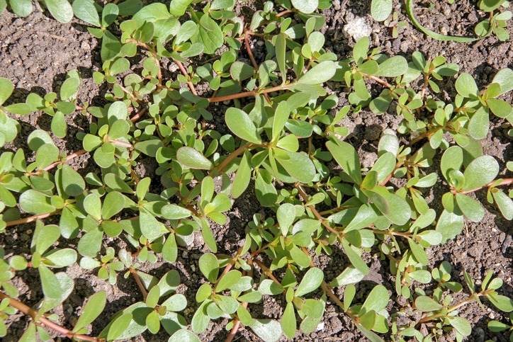 8 poteri segreti della portulaca: perché dovresti tenere questa pianta nel tuo giardino - 65