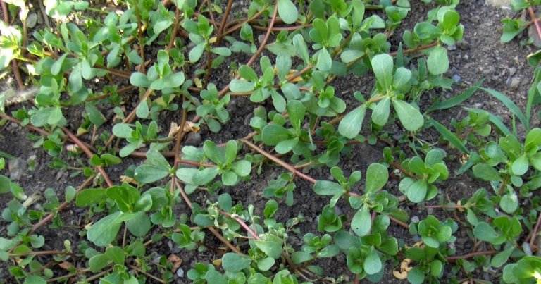 8 Secret Powers Of Purslane: Why You Should Keep This Plant In Your Garden