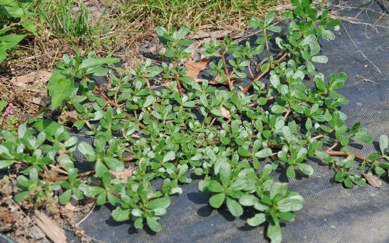 8 Secret Powers Of Purslane: Why You Should Keep This Plant In Your Garden - 69