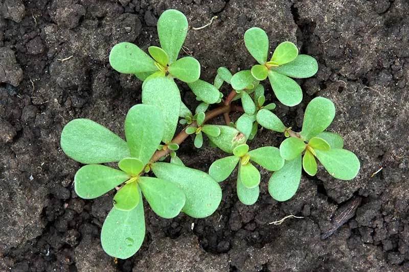 8 Secret Powers Of Purslane: Why You Should Keep This Plant In Your Garden - 71