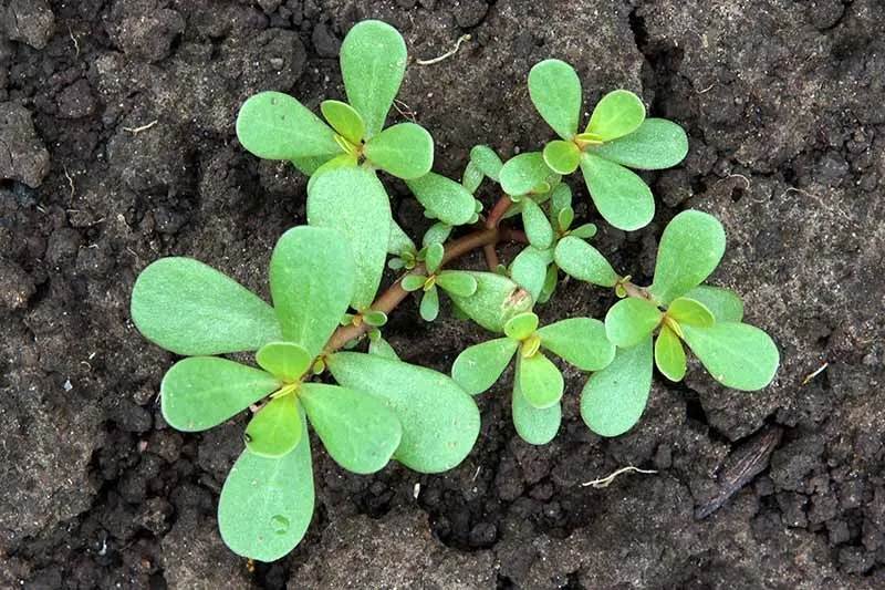 8 poteri segreti della portulaca: perché dovresti tenere questa pianta nel tuo giardino - 71