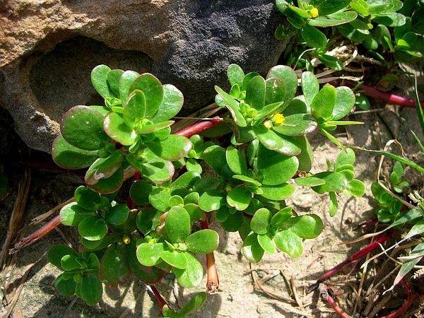 8 Secret Powers Of Purslane: Why You Should Keep This Plant In Your Garden - 73