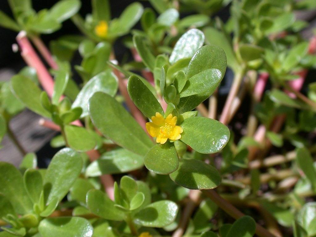 8 Secret Powers Of Purslane: Why You Should Keep This Plant In Your Garden - 75