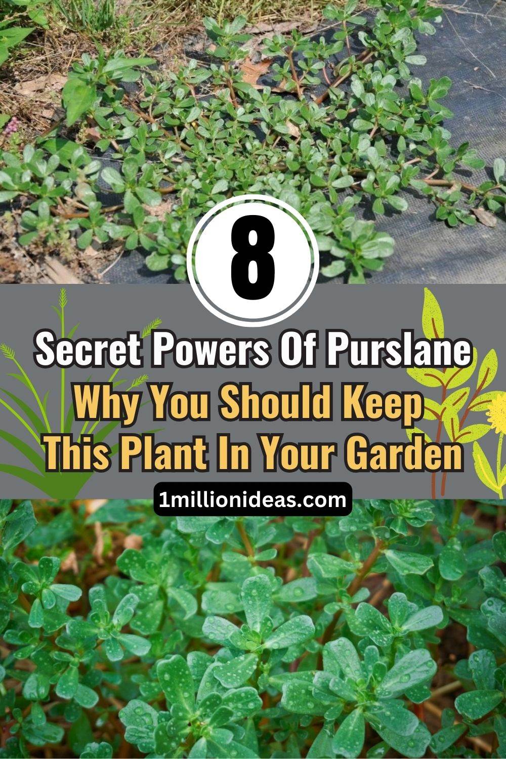 8 Secret Powers Of Purslane: Why You Should Keep This Plant In Your Garden - 59