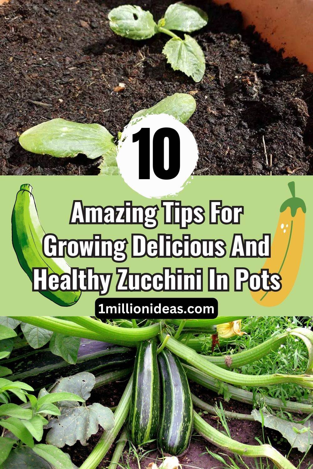 10 Amazing Tips For Growing Delicious And Healthy Zucchini In Pots - 71