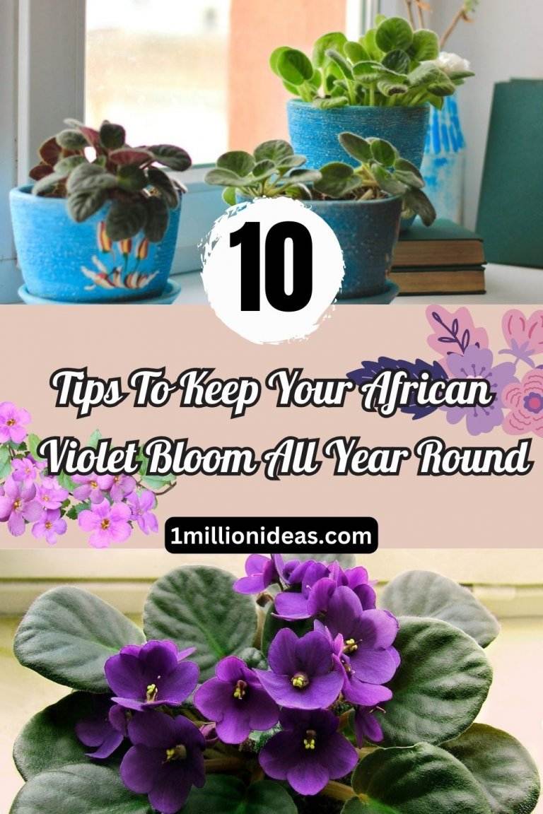 10 Tips To Keep Your African Violet Bloom All Year Round