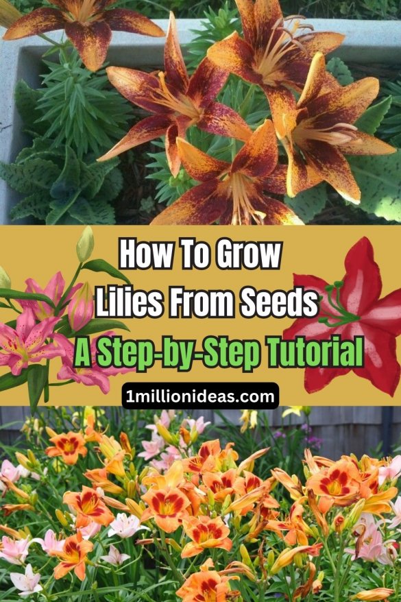 How To Grow Lilies From Seeds: A Step-by-Step Tutorial