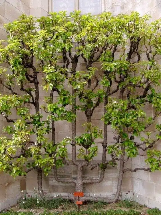 35 Trellis Ideas To Save Space And Add Charm To Your Garden - 240 35 Trellis Ideas To Save Space And Add Charm To Your Garden - 239