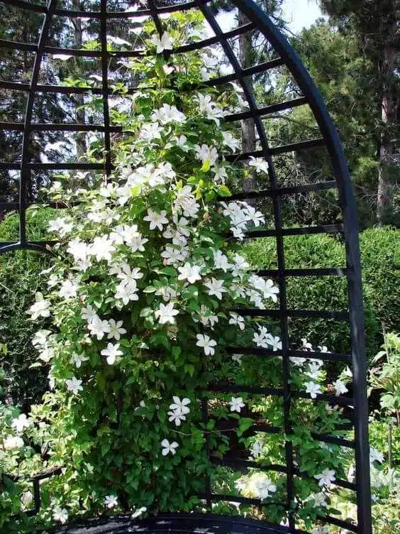 35 Trellis Ideas To Save Space And Add Charm To Your Garden - 242 35 Trellis Ideas To Save Space And Add Charm To Your Garden - 241