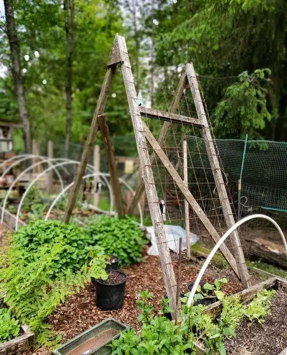 35 Trellis Ideas To Save Space And Add Charm To Your Garden - 249